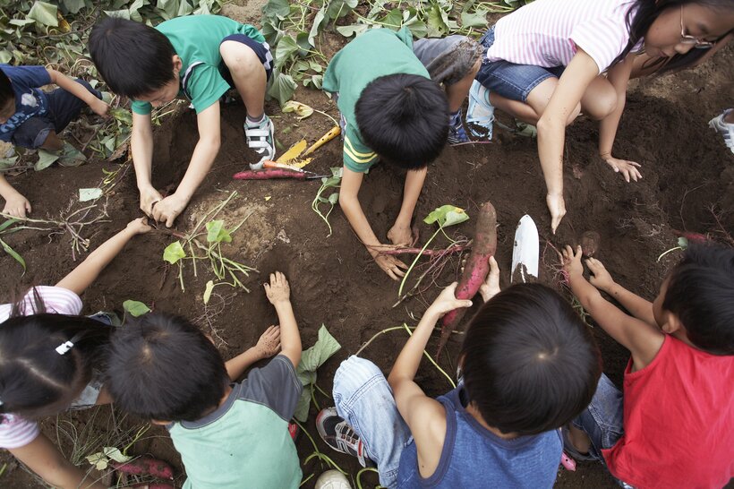 秋の定番といえば芋掘り。座学以外の体験は子どもたちの成長にとって欠かせないが、その体験の有無が進学に関わるようになって以降、「体験格差」が生まれている（写真：gettyimages）