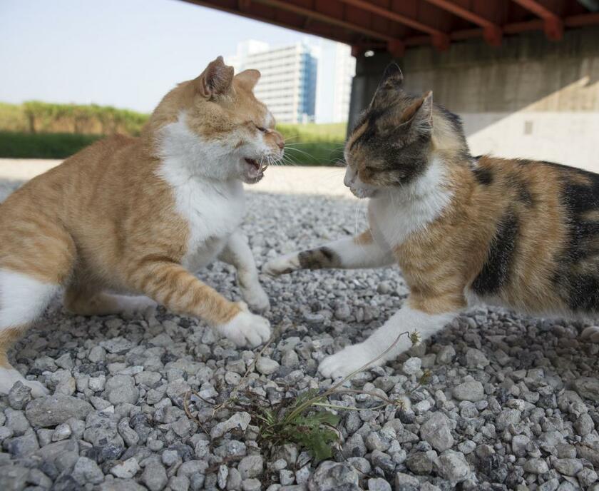 生きている限り、闘わなければならないことがある。