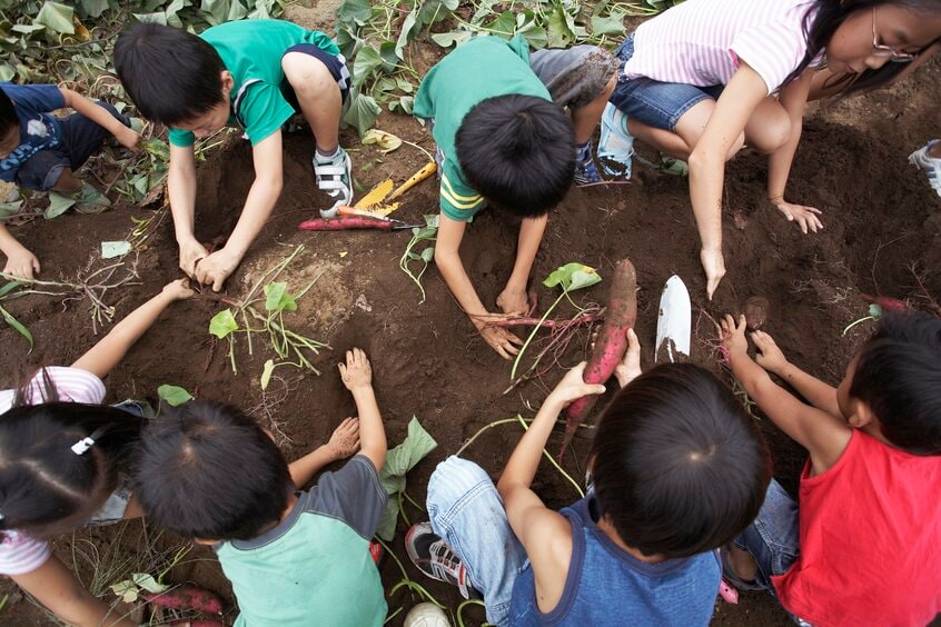 秋の定番といえば芋掘り。座学以外の体験は子どもたちの成長にとって欠かせないが、その体験の有無が進学に関わるようになって以降、「体験格差」が生まれている(写真:gettyimages)