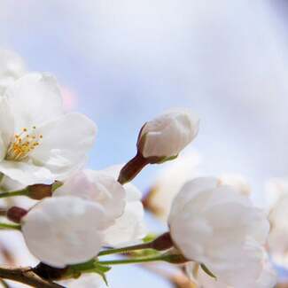 春風亭一之輔が毎年やってる「花見・見」とは?