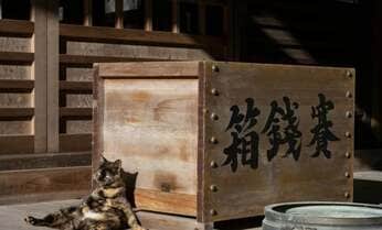 「なぜ寺や神社で猫を見かけることが多いのか」 猫をテーマに全国の神社仏閣を訪ね歩く写真家・小森正孝