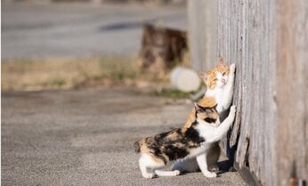 子猫にスパイの訓練をする母猫「いい?こうやって、聞き耳をたてるのよ」【沖昌之】