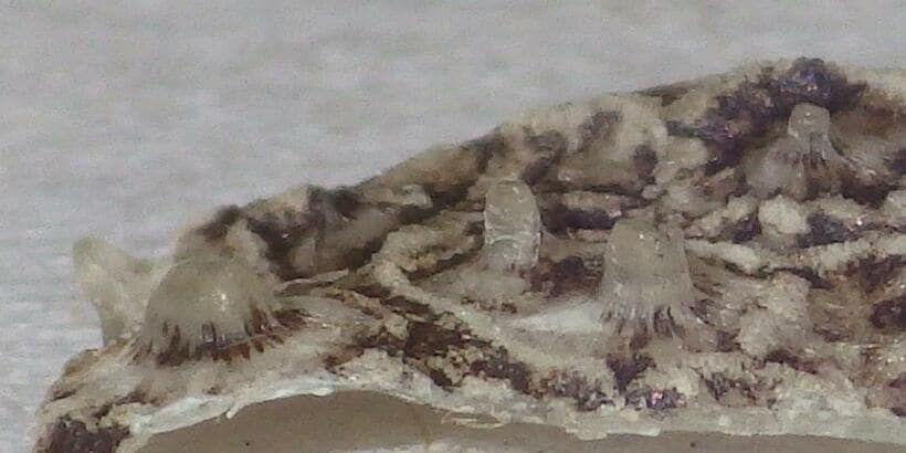 乾燥したカクレマンボウの鱗　（ｃ）澤井悦郎