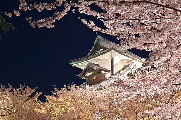金沢城公園から見る夜桜