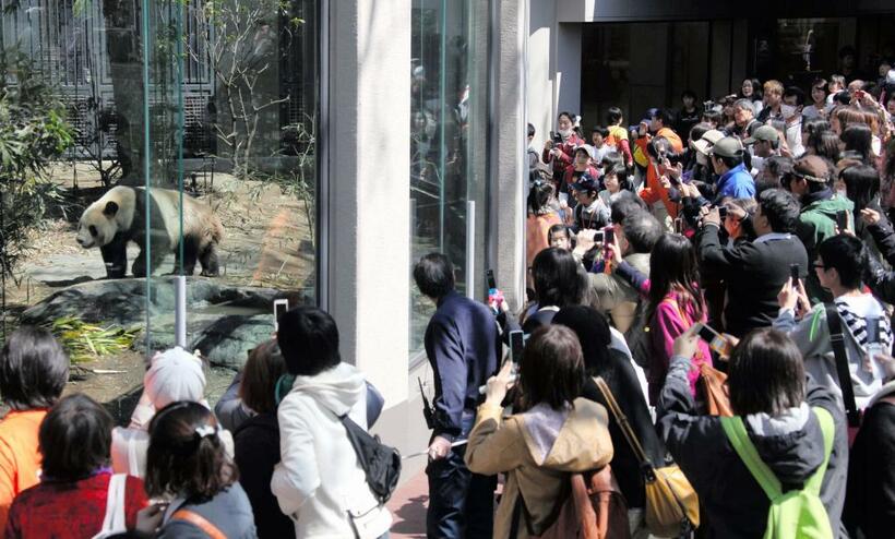 上野動物園で一般公開されたリーリー（2011年4月1日、写真＝朝日新聞社）