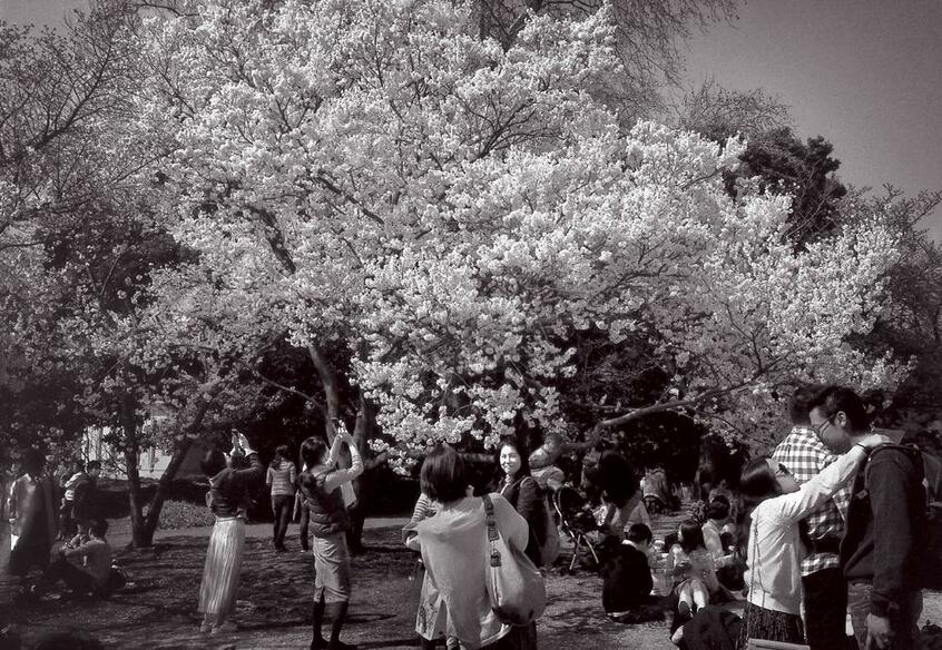 新宿御苑は東京の新しい花見のスポットといえる。数年前から外国人の入園が急増、日本の花見に同化する光景が目立つようになった■コニカヘキサー・トライX