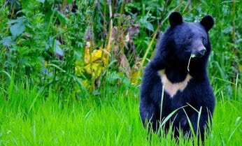 クマに出合ったら逃げてはいけない…市街地に出没する「アーバンベア」は人への警戒心が薄い