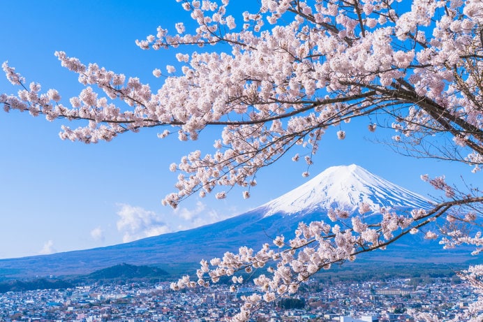 桜と富士山。こんな景色が見えたら最高ですね！