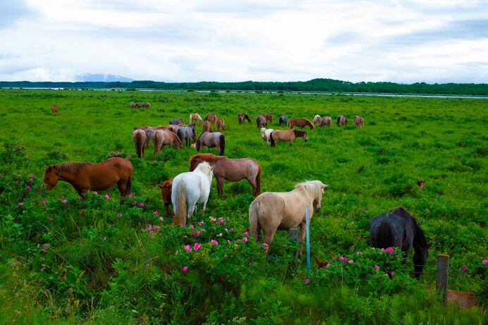 小清水原生花園近くでは馬が放牧されている。