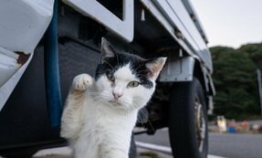 ガチで福をまねく白黒猫「2025年もいいことがたくさんありますように」【沖昌之】