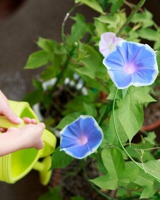 小学1年生が朝顔を育てるのはなぜ？　現役教師が考える「朝顔」が選ばれる5つの理由