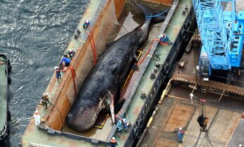 なぜクジラの「淀ちゃん」死体処理に8000万円? 維新と近い業者が受注 大阪市のテキトーな理由【内部文書入手】