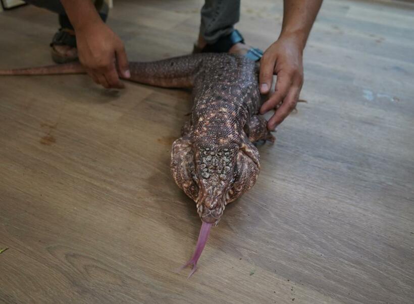 大トカゲの一種「レッドテグー」も人気。アルゼンチンやパラグアイに生息する（撮影/上田耕司）