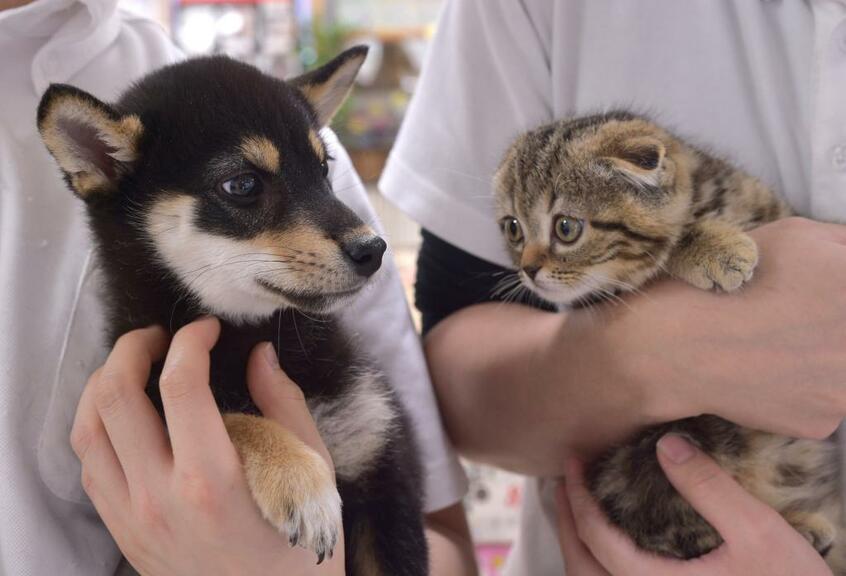 ※写真はイメージです (c)朝日新聞社