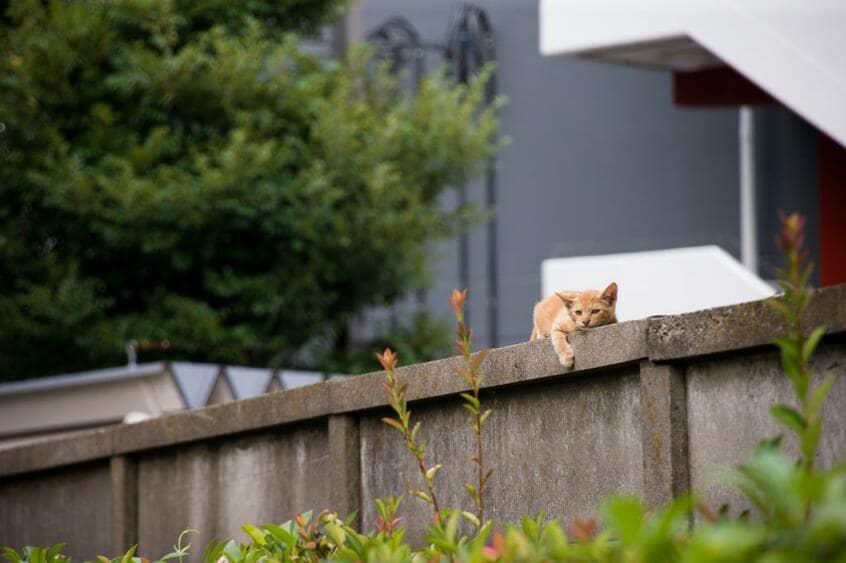 Canon EOS-1D X・f/6.3・1/100秒・ISO640(撮影/猫写真家・沖昌之)