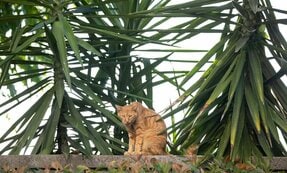 ちょっと猫相の悪い茶トラの「この隣、あいてますよ」【沖昌之】