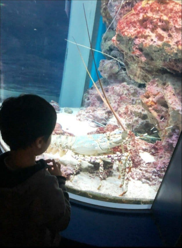 沖縄帰省では水族館にも♪