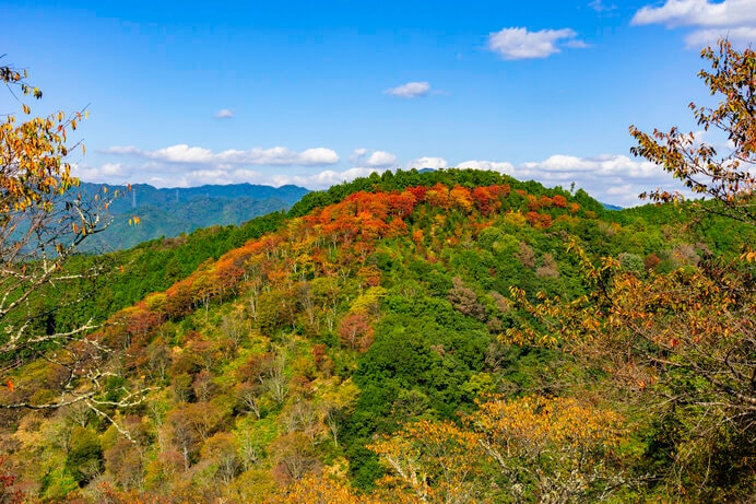 奈良の紅葉