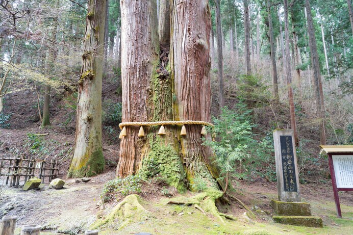 御岩神社の御神木は必見