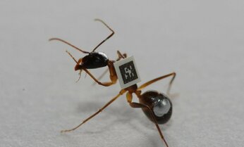 ひとりぼっちのアリ、寿命が短いって本当? アリの背中にバーコードをつけて行動を追ってみた結果は⁉