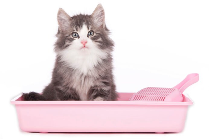 猫もトイレは温かいほうがいい？！