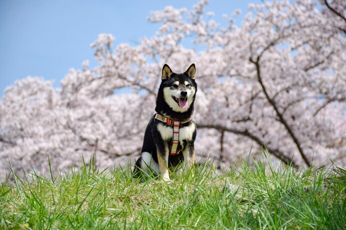 桜の下ならウチの子も可愛さ倍増!?　愛犬と一緒に春を満喫しましょ♪