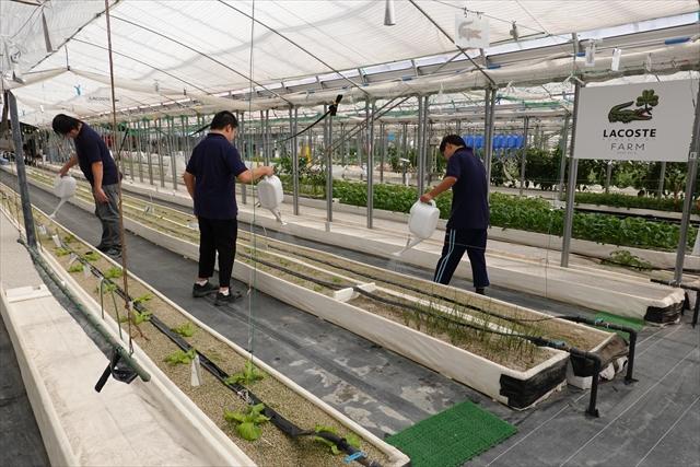 千葉県柏市の「わーくはぴねす農園　柏ファーム」では企業が区画を借りて野菜作りを行っている　（撮影／堀井正明）