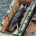 〈見逃し配信〉なぜクジラの「淀ちゃん」死体処理に8000万円? 維新と近い業者が受注 大阪市のテキトーな理由【内部文書入手】