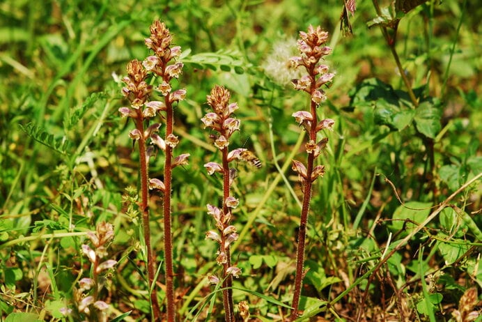 美しい唇弁花のヤセウツボ。身近な寄生植物として自由研究にも最適かも？