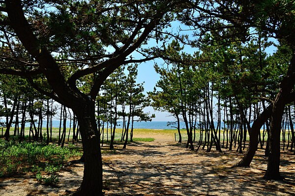松林が美しい淡路島最大の海水浴場（慶野松原海水浴場）