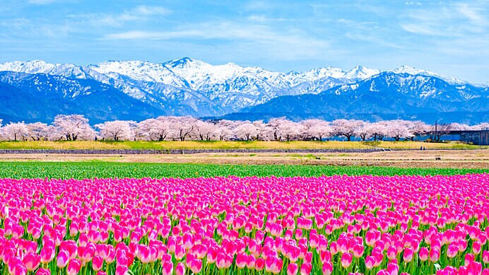 あさひ舟川 春の四重奏の桜（富山県）