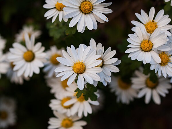野に咲く白菊。誰もが心惹かれてしまいます