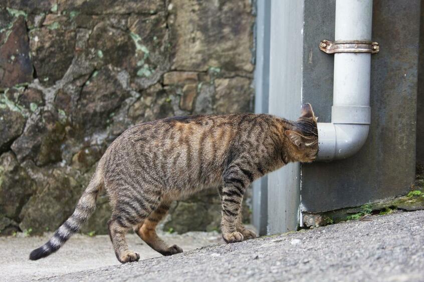 Canon EOS-1D X・f/5.6・1/320秒・ISO1600(撮影/猫写真家・沖昌之)