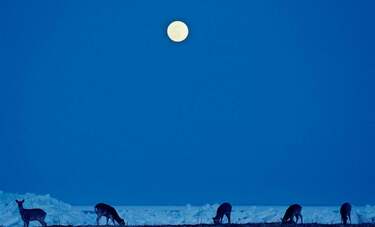 「オオカミが徘徊した蝦夷」をテーマに北海道の自然を追い求める写真家・水越武