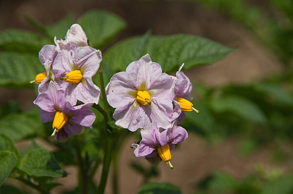 ジャガイモの花はナスの花に似ている