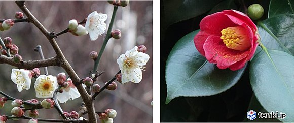 福岡市植物園　2018年2月上旬撮影　左：ウメ（雪月花）、右：ヤブツバキ