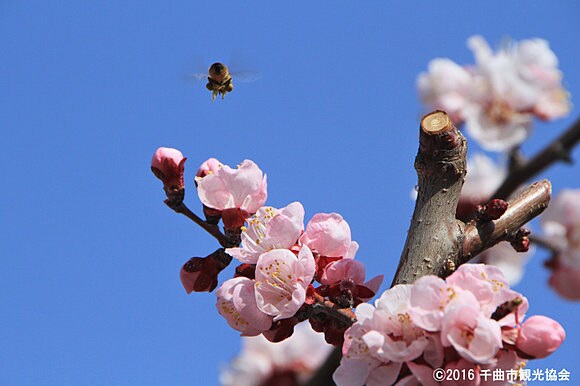 あんずの花と大切な受粉の仕事をしてくれるミツバチ（千曲市観光協会提供）