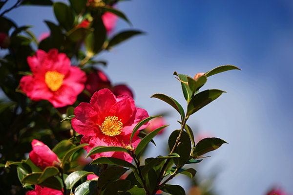 山茶花（サザンカ）の花びらはピンク色の染料に