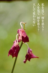 カメラには心を浄化する作用があるという。何げない光景にも強烈なメッセージを感じ、それを言葉にして添えている。今年、2冊目の写真集「写心家　金子貴俊」を出版した