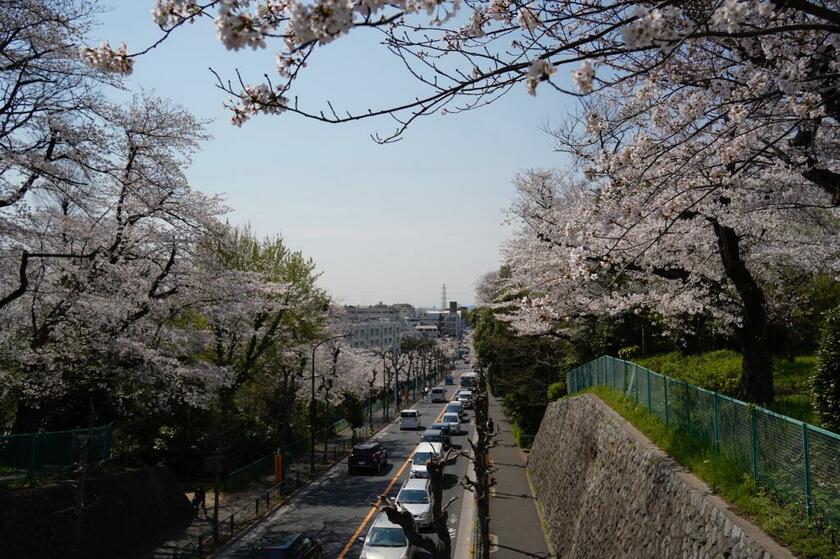 春になると、大蔵住宅周辺を走る世田谷通りや大きな砧公園など、至るところで桜が咲き誇る美しい環境だ（撮影／井上和典）