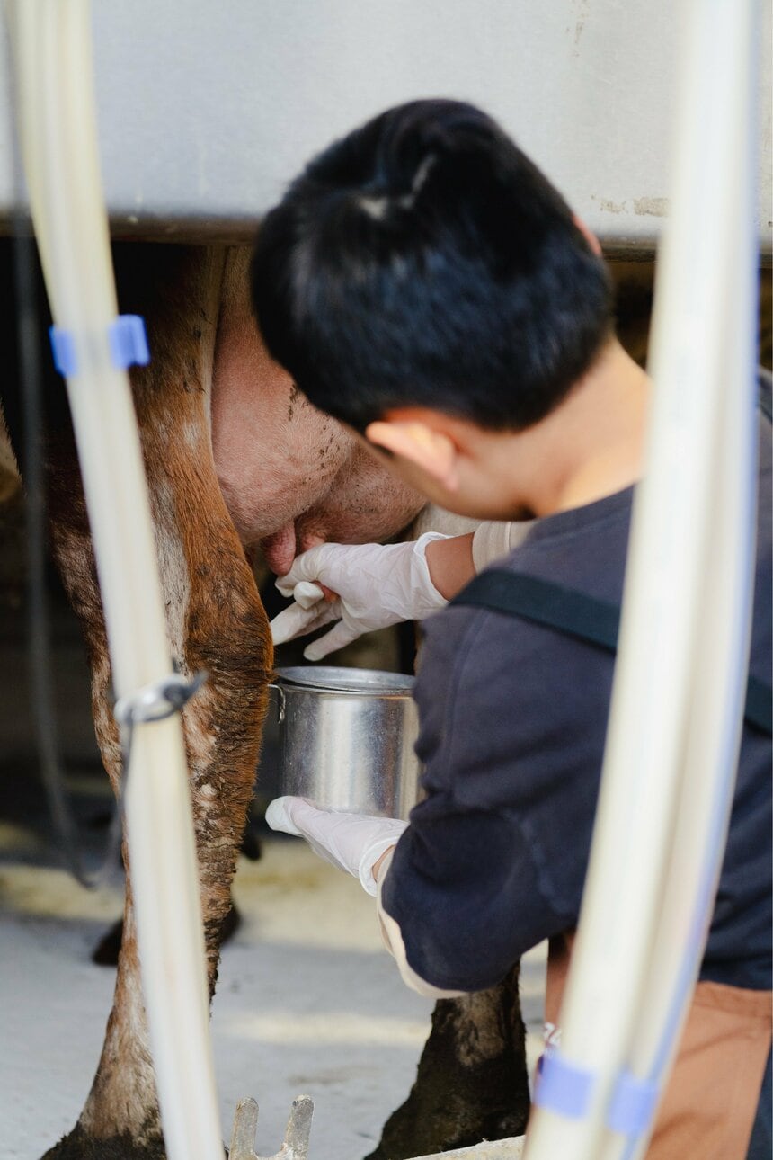 予習をしていた長嵩君、手際よく作業をこなします。一日2回の搾乳で、約20～40Lの牛乳がとれるそう。