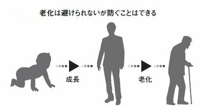 老化を抑え、20代のまま未来を迎えることができる？ マウス実験がその可能性を示唆 | AERA dot. (アエラドット)