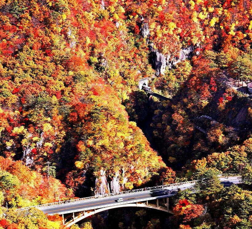 見ごろを迎えた鳴子峡の紅葉。写真奥に陸羽東線が走る（Ｃ）朝日新聞社