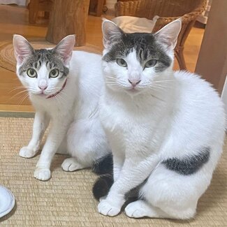 「私はこうして猫の母さんになりました」 夫婦が保護猫姉妹にメロメロになるまで