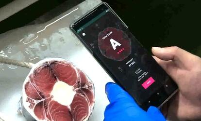 「TUNA SCOPE」を使用したマグロの目利きのようす