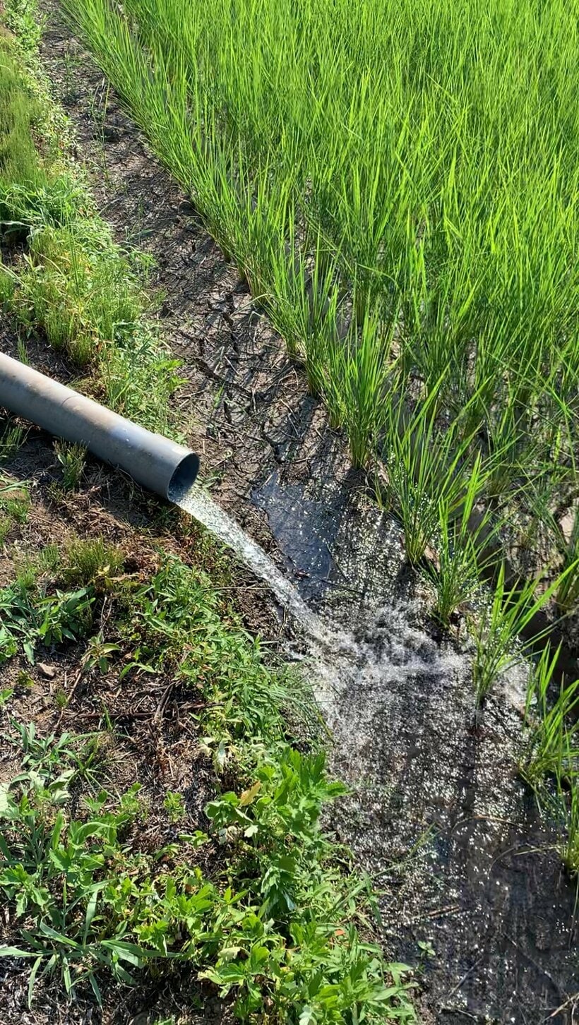 タンクで運んだ水を水田に流すが土が湿る程度＝新潟県南魚沼市・フエキ農園提供