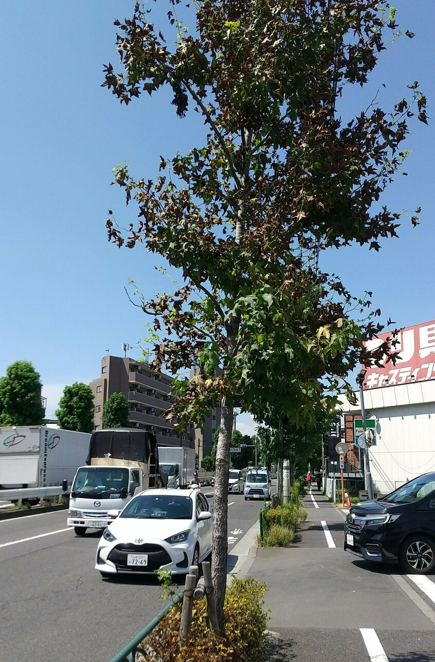 元気のない店舗前の街路樹＝東京都