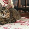 猫の平均寿命は15歳、猫が死ぬまで這ってでも死ねない… 後見人には餌代を持参金で