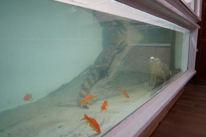 水槽の中を泳いでいる魚はいずれ食べられてしまう（撮影/上田耕司）