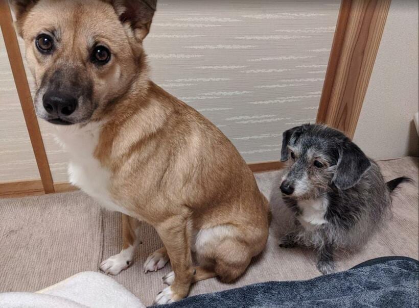 しろちゃんとくろちゃん（提供）